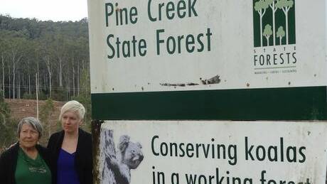 Plantation timber to be harvested at Pine Creek