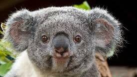 Become a Tree Parent and help koalas