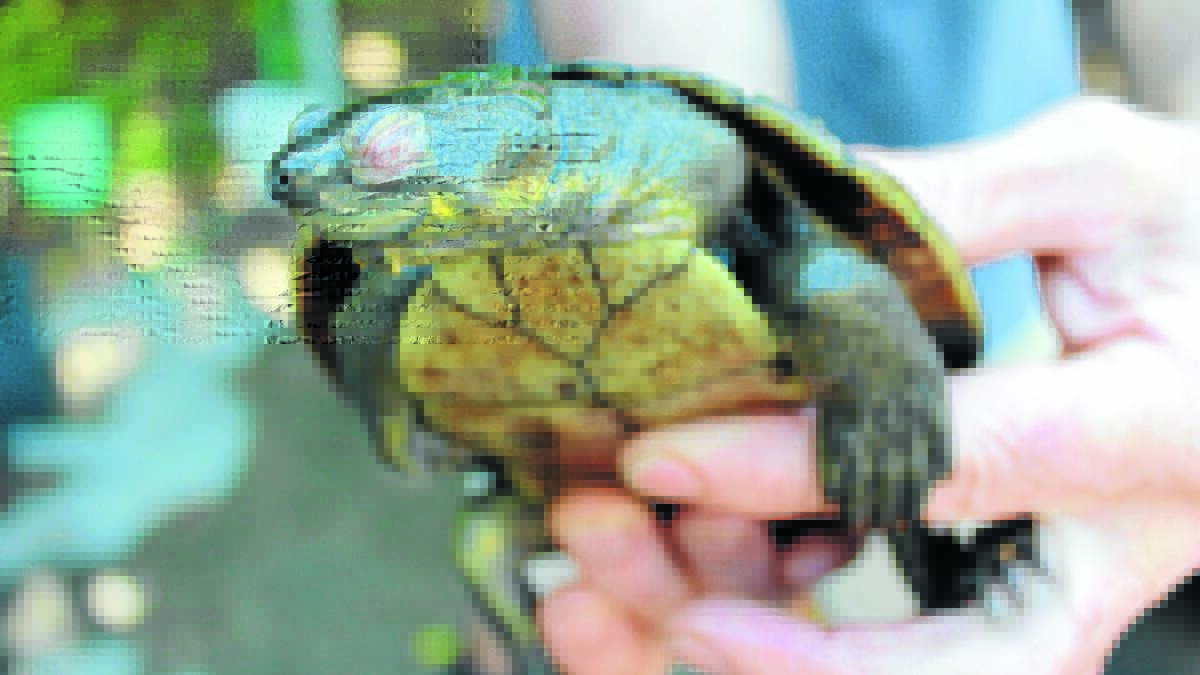 Bellinger River turtle mortality update