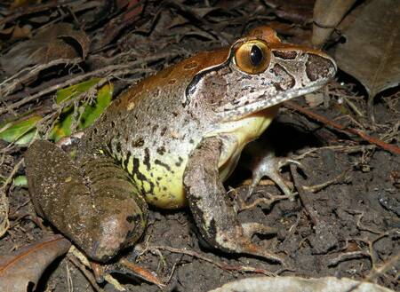 The giant barred frog.

