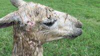 Alpaca after being attacked by domestic dogs
