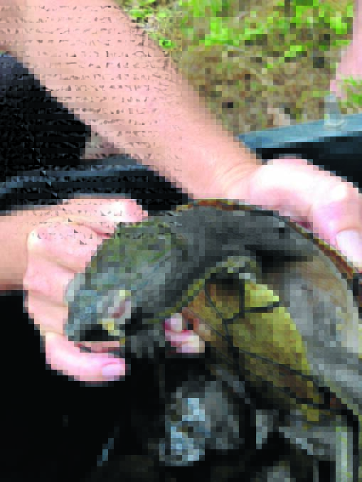 Bellinger River turtle mortality update: #3