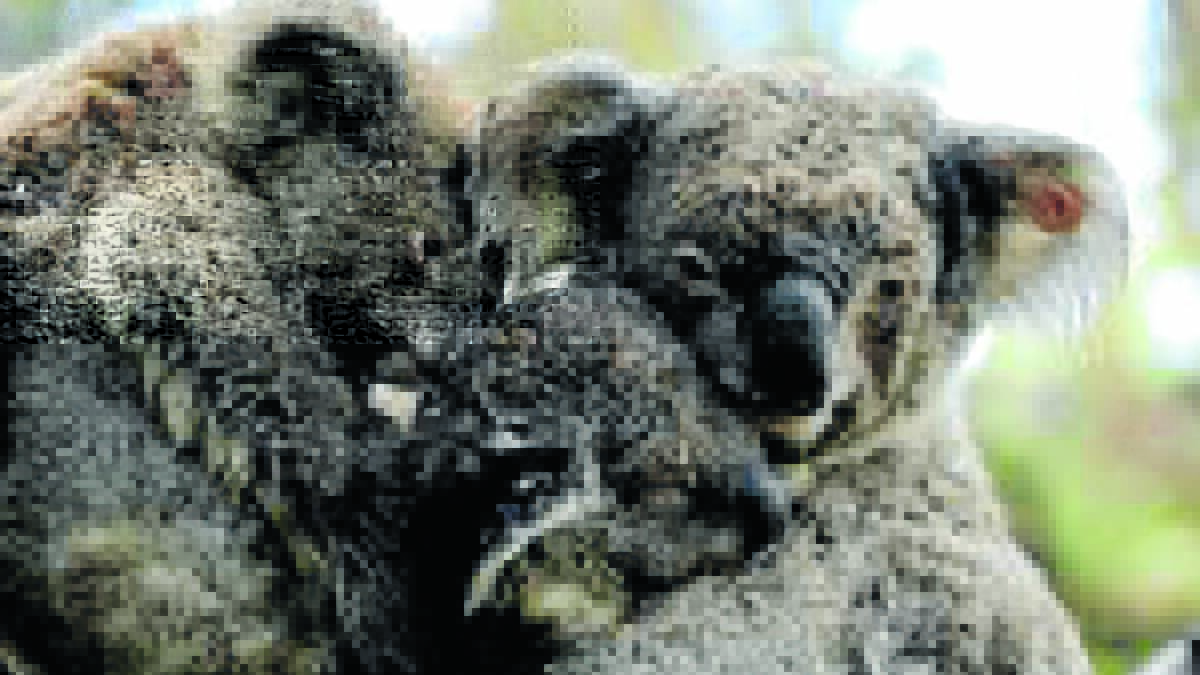 NPWS calls for koala survey volunteers