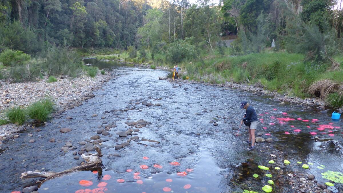  ‘Smart Rocks’ are camouflaged, brightly painted rocks are also being placed in the river along Darkwood Rd.
