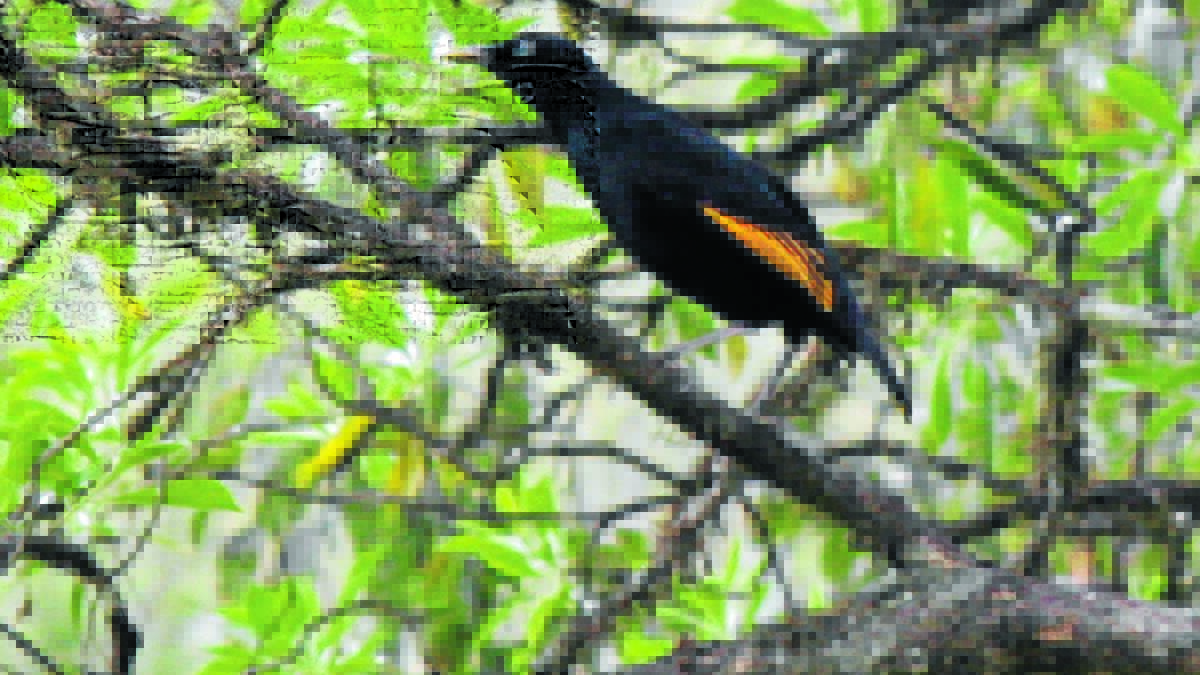 Rare bird spotted in Kalang