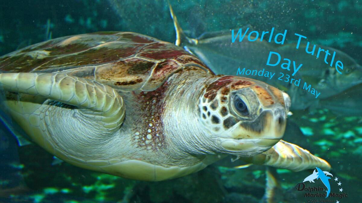 World turtle day celebrated with the release of endangered turtles    