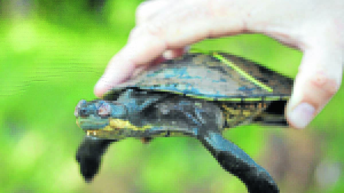 Research student scores $16,000 to study the Bellinger River turtle 