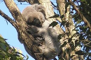 A koala sighted recently near Bellingen.