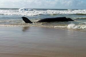 The dead whale on Hungry Head beach.
