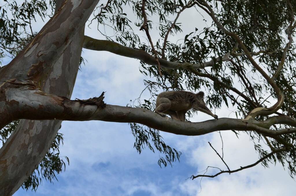 NEFA vs EPA: Logging and koalas