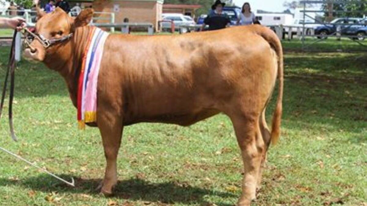 Gelbveih heifer named Tayjac Honeysuckle, owned and shown by James Taylor, was the winner of the Supreme Female Exhibit. Photo supplied