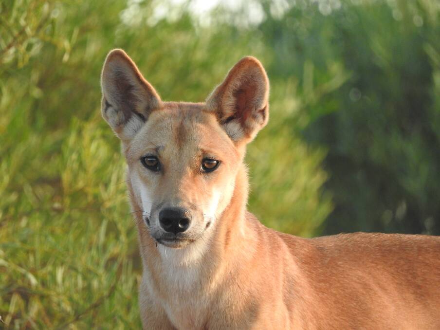 Dingo in the wild, photo by Peter Contos (single use only)