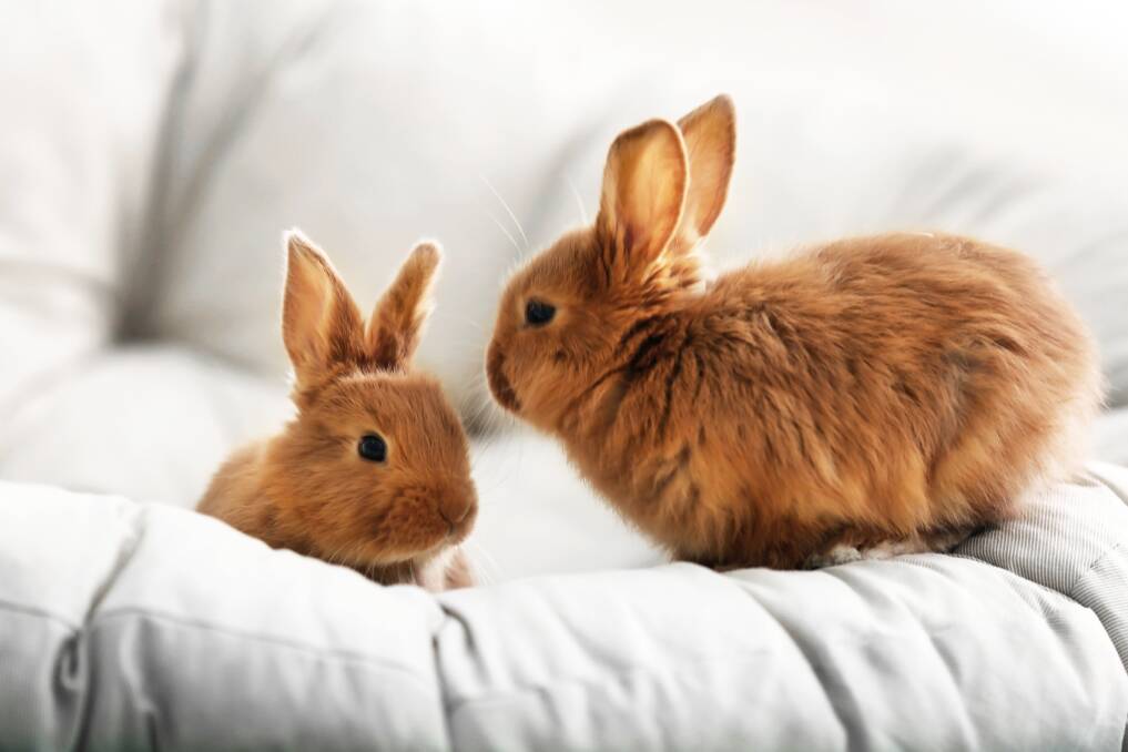 CUTIE PIES: You can house-train your pet rabbits and let them exercise in your home.