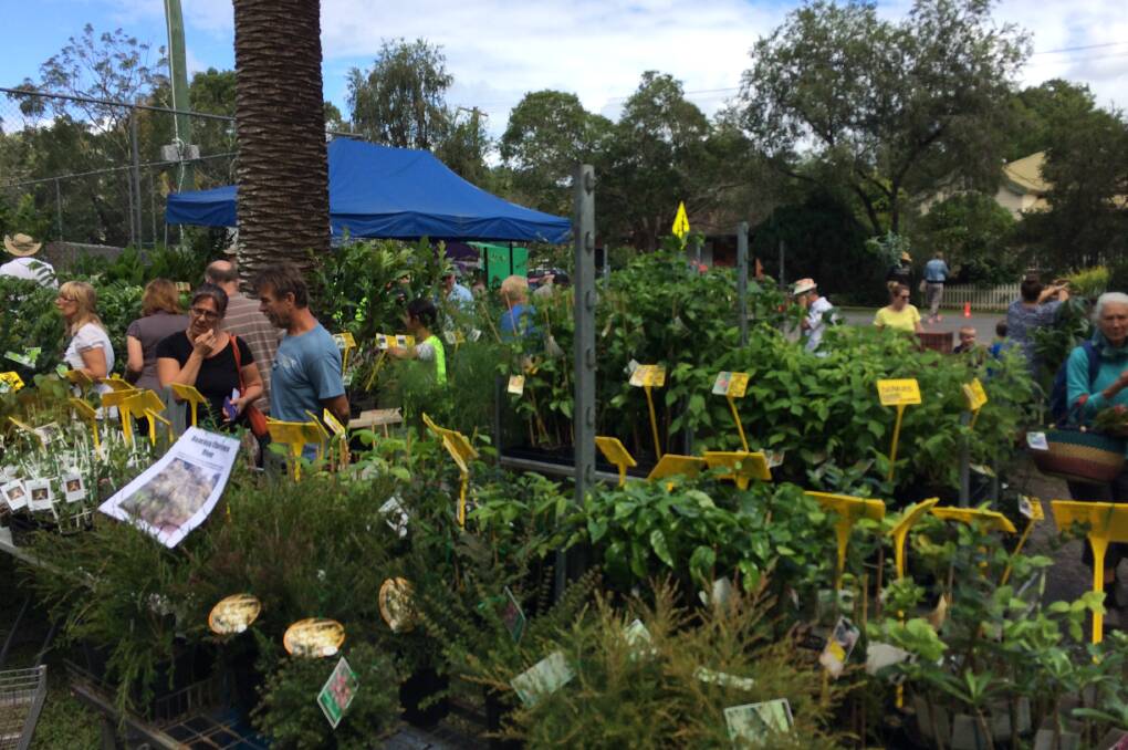 GROWING CONCERNS: Tropical palms, ferns, fruit trees and garden vegetables will all be offered at this year's 29th autumn plant fair.