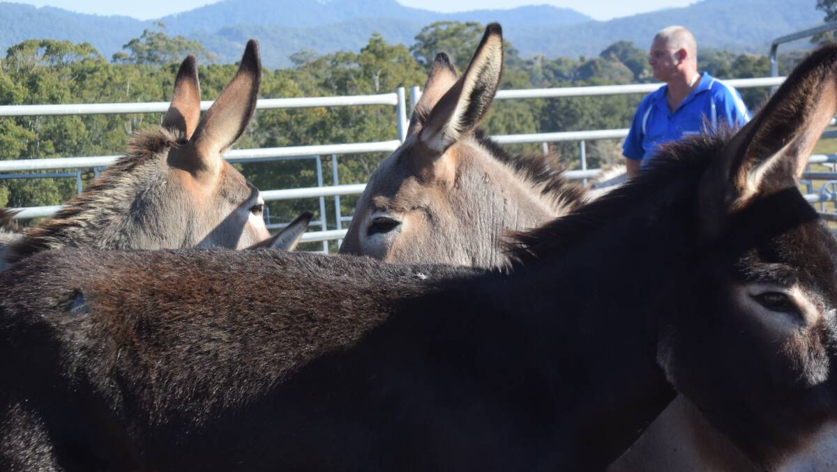 Eliezer Robinson, Coramba via Coffs Harbour, has imported feral donkeys from the desert to the coast in a bid to guard his calves from a growing wild dog problem.