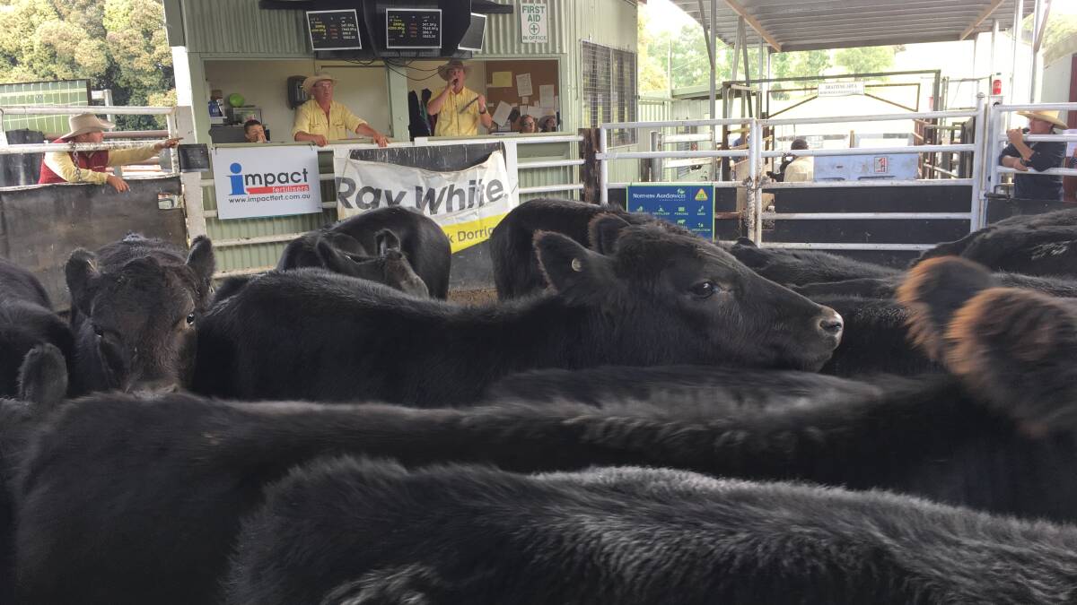 Tim Bayliss collecting bids for auctioneer Blake O'Reilly during Friday's annual Dorrigo weaner sale hosted by Ray White where heavy Angus steers topped the sale, bringing up to 307c/kg.