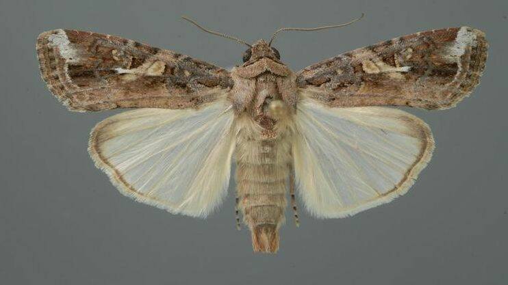 Adult moth. Photo: Biosecurity Queensland