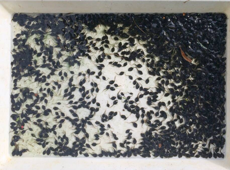 Several hundred Cane Toad Tadpoles caught with pheromone bait.
