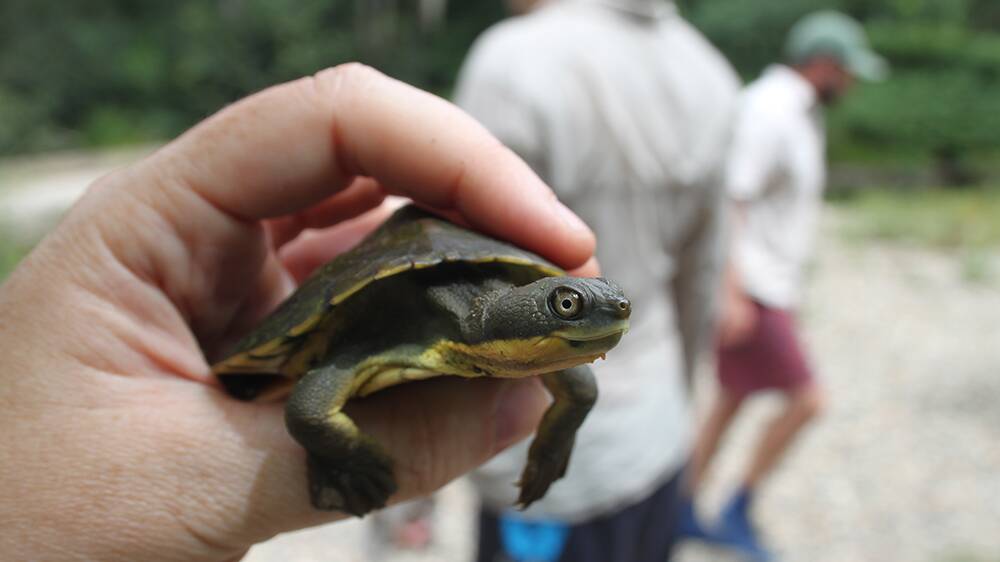Bellinger River snapping turtle (Myuchelys georgesi). IMAGE CREDIT: Paul Fahy / Taronga Zoo

