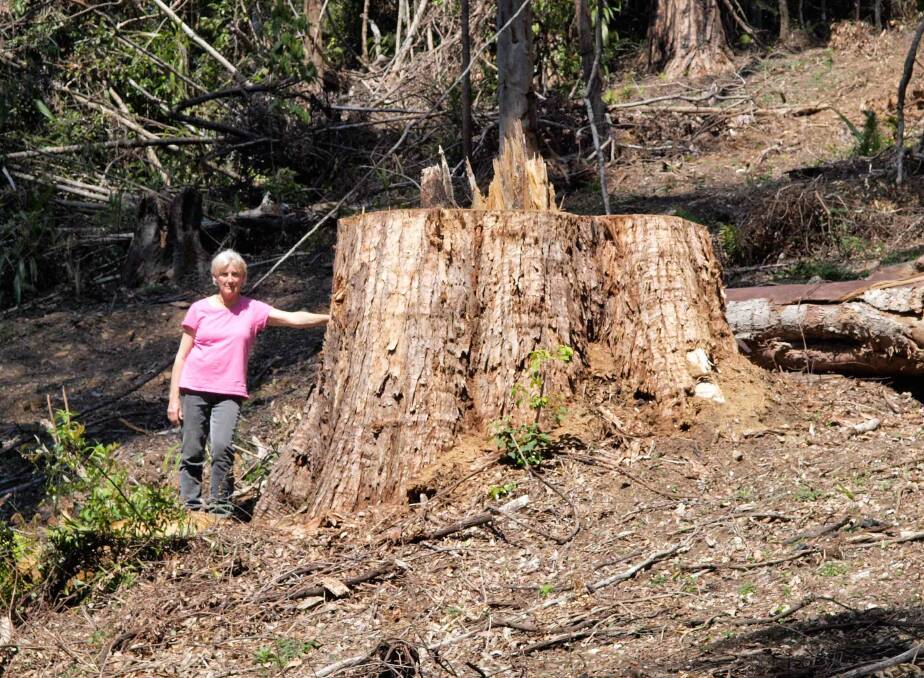 Resident standing next to old growth Tallowwood stump cut down by Forestry Corporation in nearby Oakes State Forest west of Bowraville.
