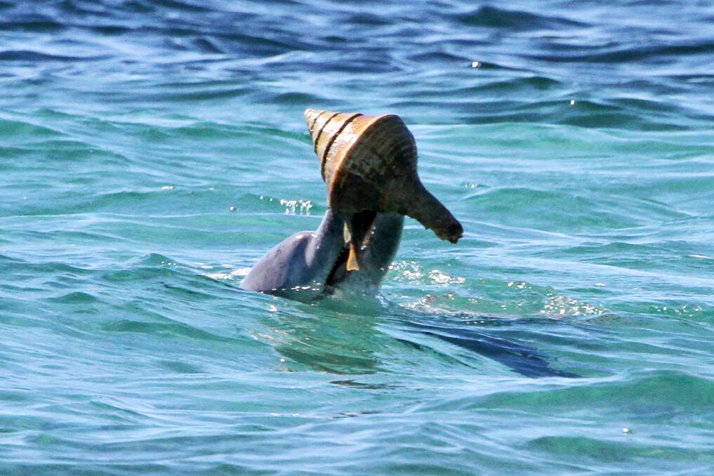 In a recent study, researchers found dolphins in Shark Bay, WA learnt the foraging technique known as shelling from peers. Photos: Supplied.