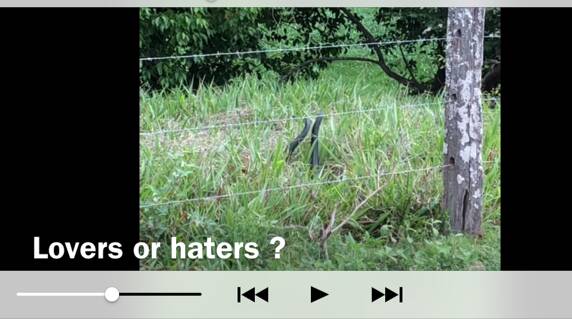 Black snakes caught on camera - watch the video below