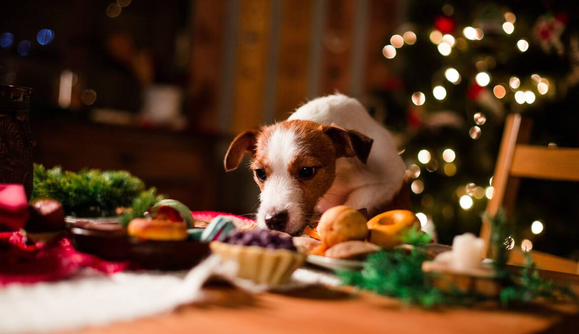Out of reach: While Christmas feasting is a highlight for humans, it’s also a time when some of the most dangerous foods to pets are available.