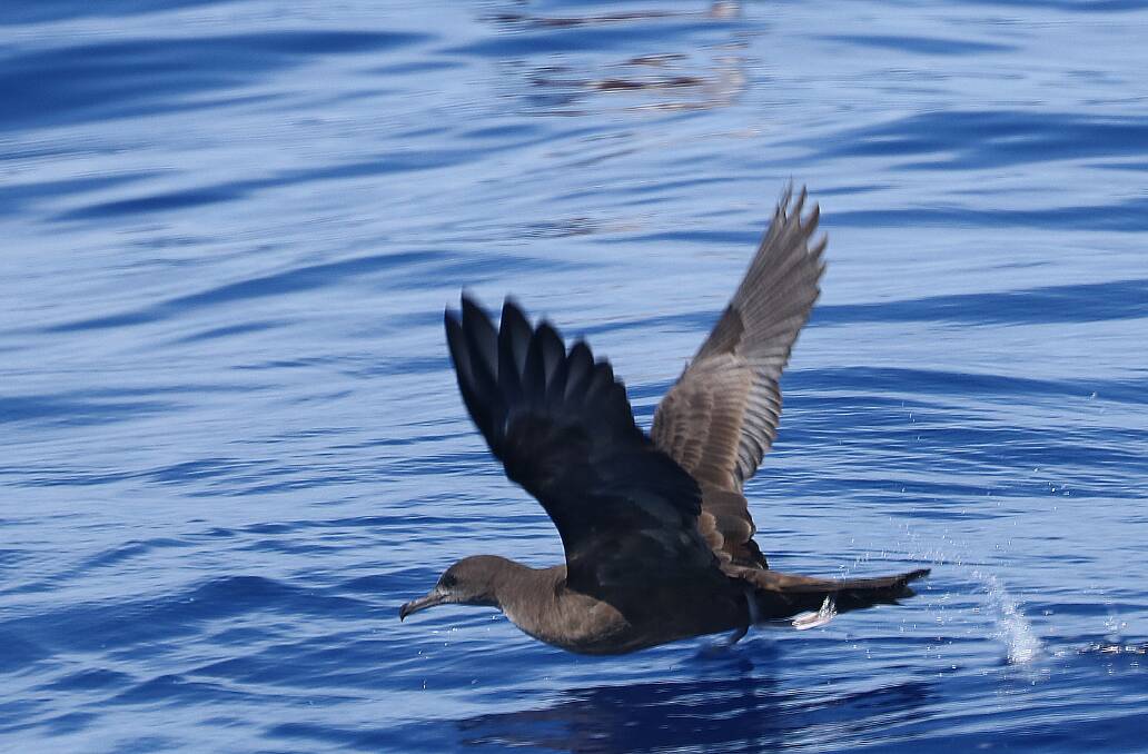 The migratory Wedgetailed shearwater (Puffinus Pacificus), or muttonbird. Photo NPWS