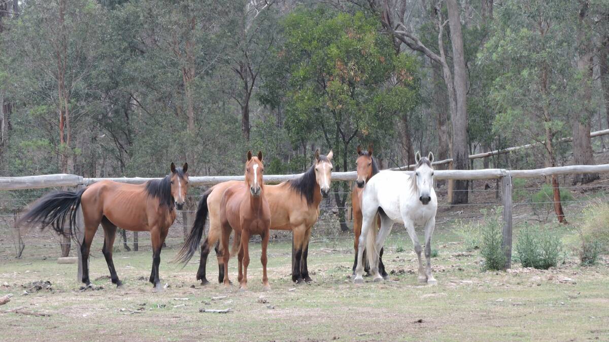 Wild horses taken from Guy Fawkes River NP