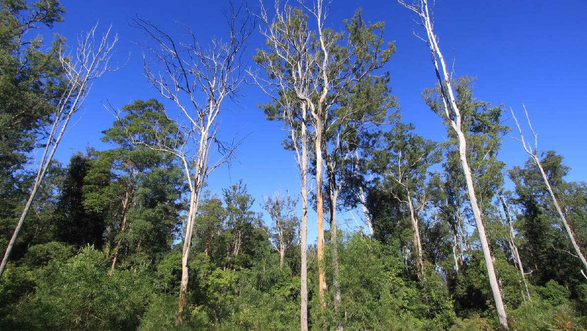 Mt Lindesay forest subject to dieback has been proposed for koala reserve