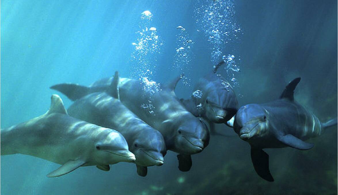 Dolphins in the wild. Image courtesy of Action for Dolphins.