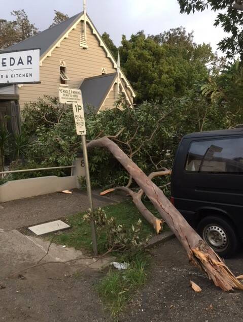 The branch that fell into Cedar Bar's portico on Tuesday April 9