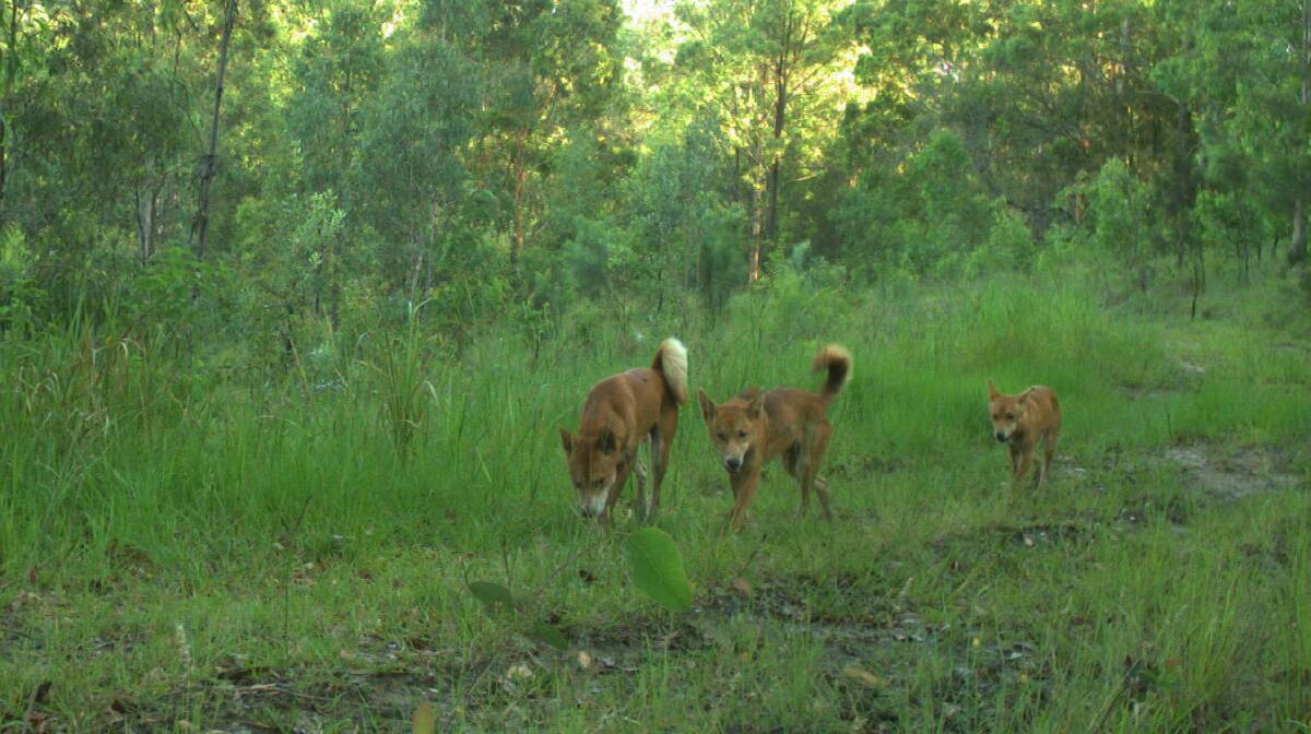 Wild dogs caught on a surveillance camera