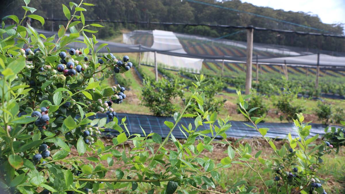 Pavey warns Bellingen Council against more blueberry farm regulation