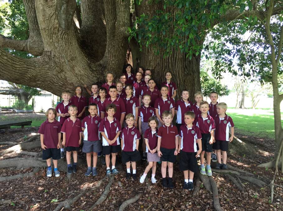 The whole school of 34 children (minus a couple of absent students) underneath Australia's biggest Camphor Laurel tree.