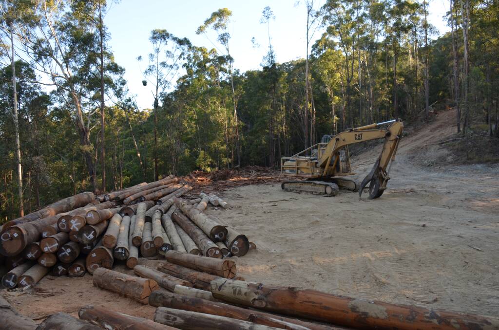A log dump in Gladstone State Forest close to Bellingen where Forestry are currently harvesting trees.