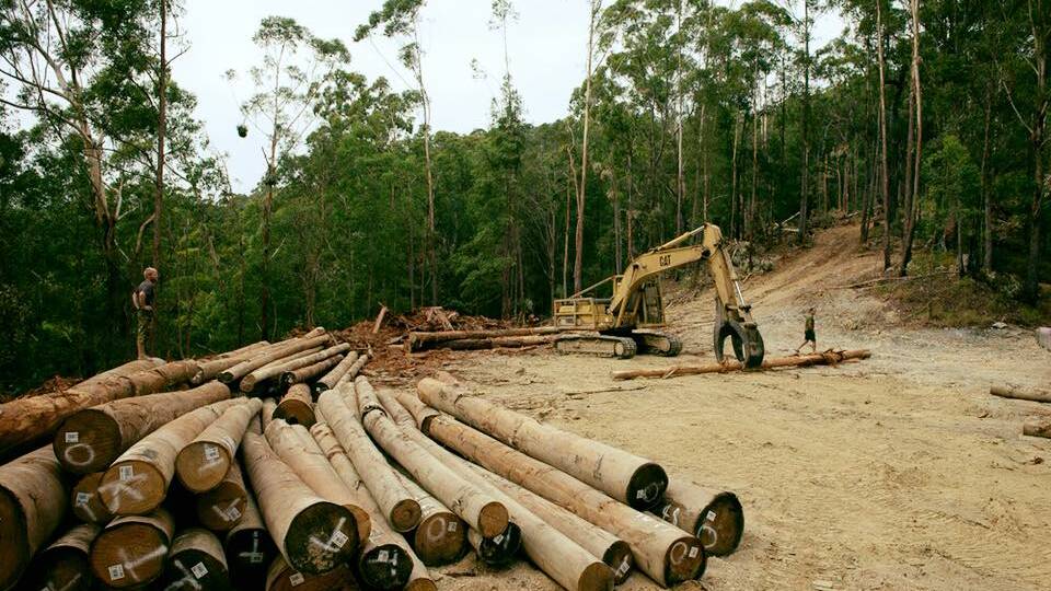 Labor branch calls for inquiry into Bellingen’s forestry industry