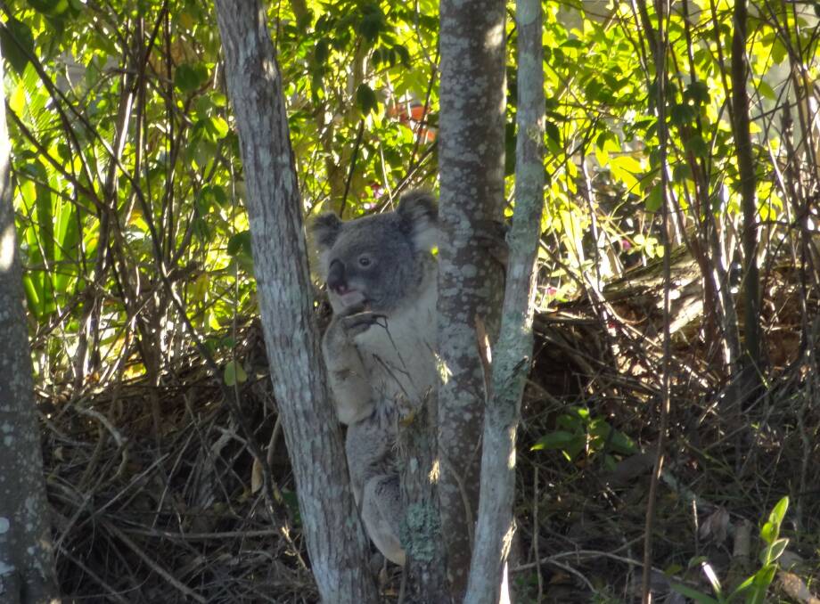 Koala spotted in Elliott Close, Bellingen last year. Photo Marg Coutts