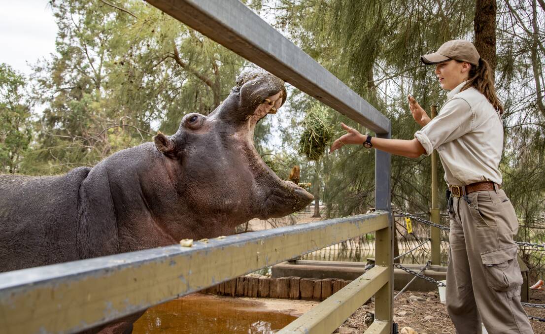 Trainee zoo keeper Graces Jones rewards Mana the hippo after asking him to open wide for a dental check. Photo: Taronga Western Plains Zoo