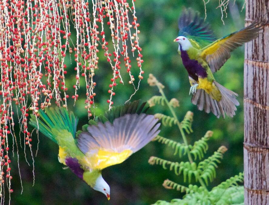 Spectacular Wompoo Fruit Doves rely on the forest fruit and dense forest canopy shelter to survive. Photo Peter Hardinge
