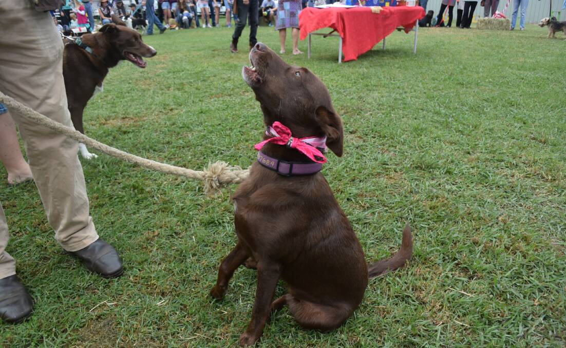 A burst of song from Tootsie at the Mongrel Dog Show last year