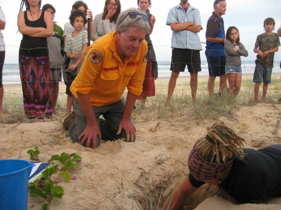 NPWS Ranger, Martin Smith, watching turtle expert, Holly West, carry out an excavation of a Green turtle nest to see if there are any remaining after 44 hatchlings had emerged unassisted the previous few nights. 
Photo: Lyn Rees