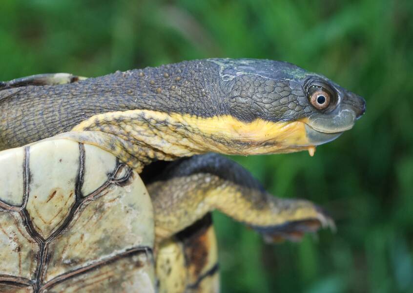 Bellinger River Snapping Turtle. Photo Shane Ruming
