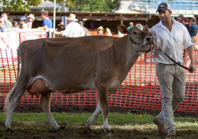 Scott Connell won Most Successful Dairy Exhibitor at last year’s Bellingen Show.