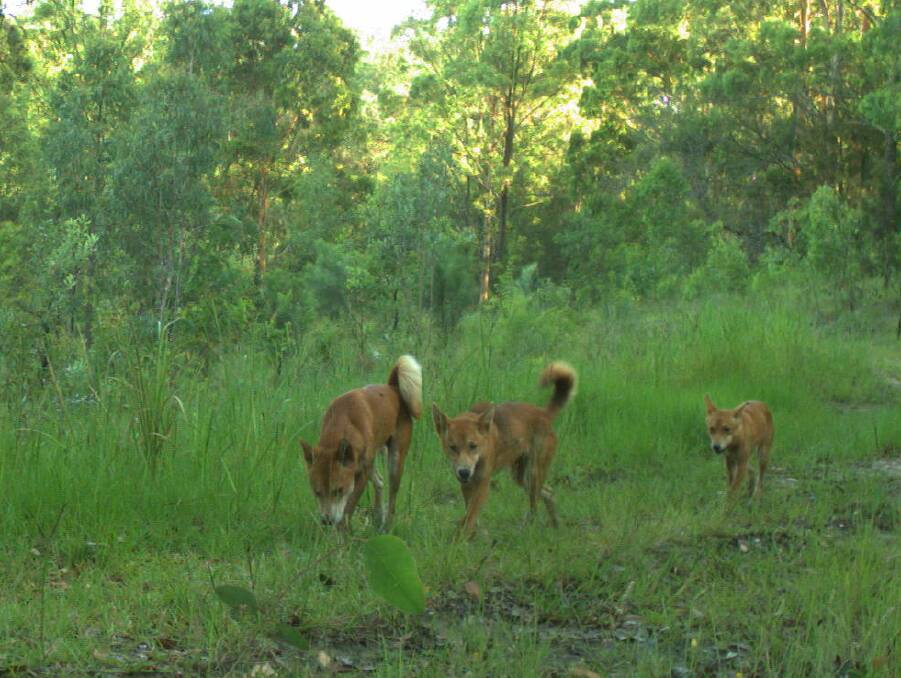 Letter: Wild dogs