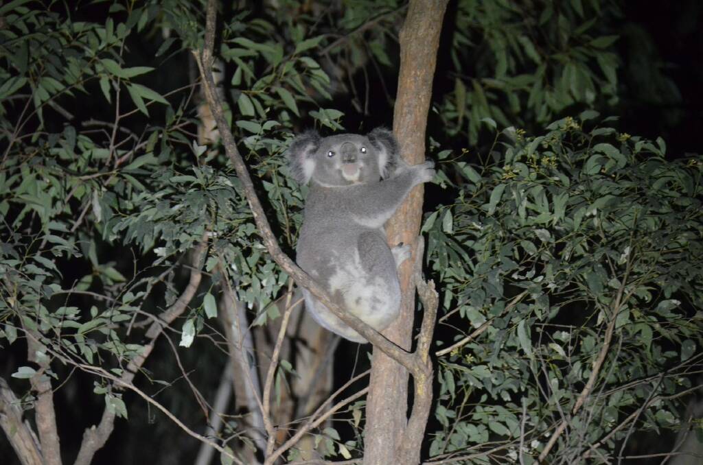 Big, healthy koala photographed on the Horseshoe by Jonas Bellchambers in August 2019, before the fires began