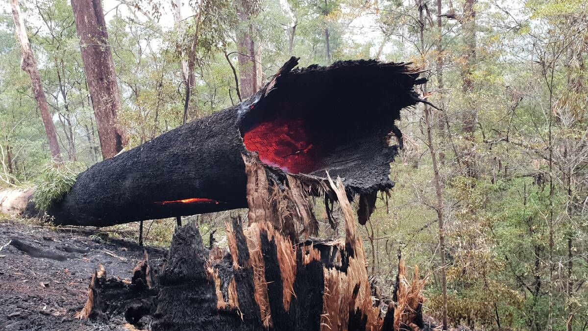 A Blackbutt in New England National Park. Thousands of these old trees, which would normally be so wet at the base that fire couldn't enter them, have burnt and collapsed. Photo Mark Graham