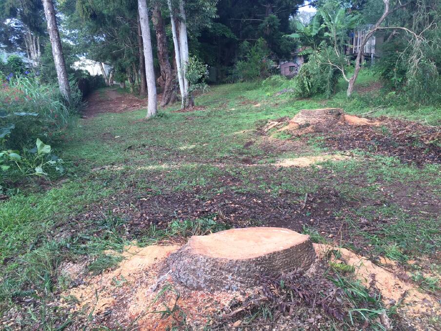The reserve behind Kenny Close where three Bunya Pine Trees have been cut down