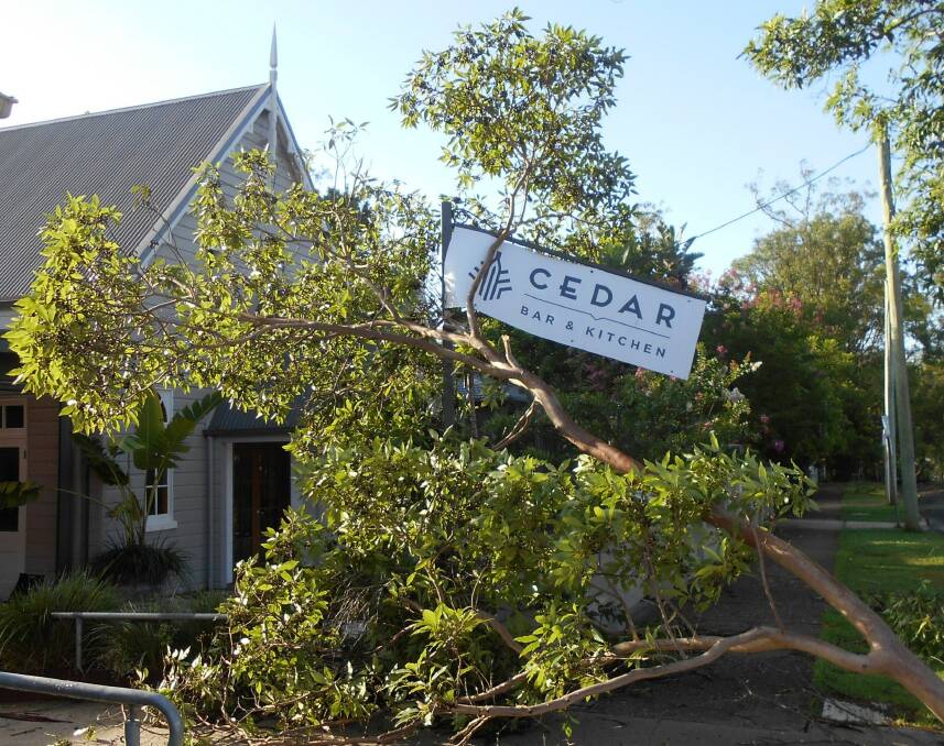 The branch that fell during the December 22 storm. Photo by Dawn Lewis