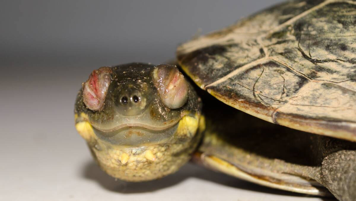 A diseased turtle